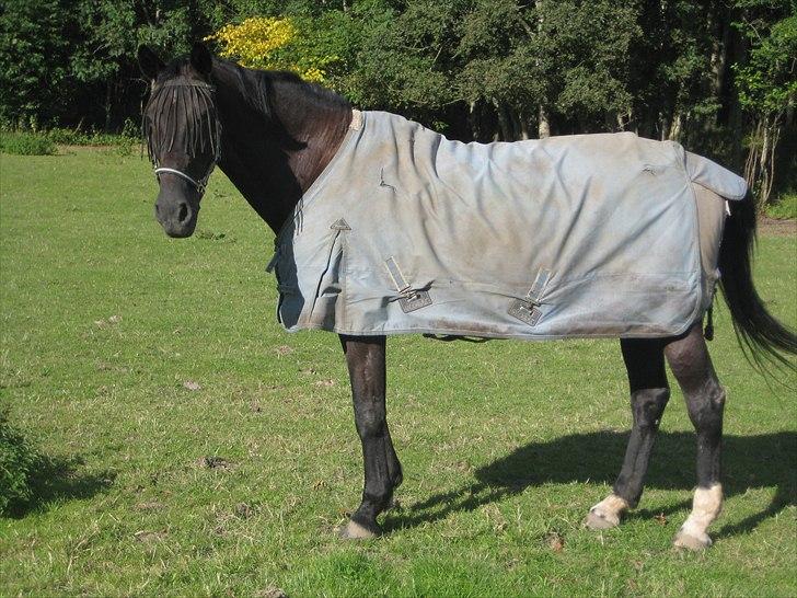 Dansk Varmblod Citta **R.I.P** - Citta på fold med de Andre heste billede 20