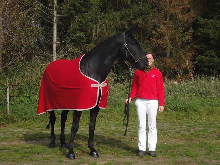 Dansk Varmblod Dénise billede 4