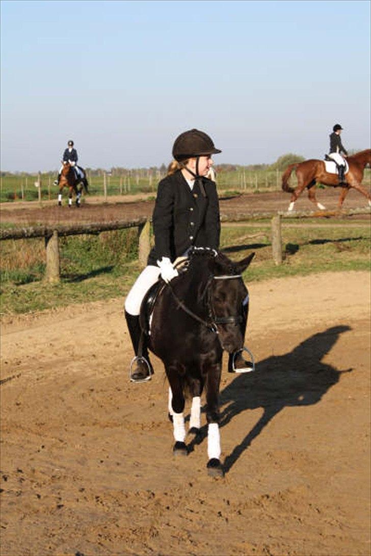 Anden særlig race Sally - Stævne. Foto: Tit Aamann billede 1