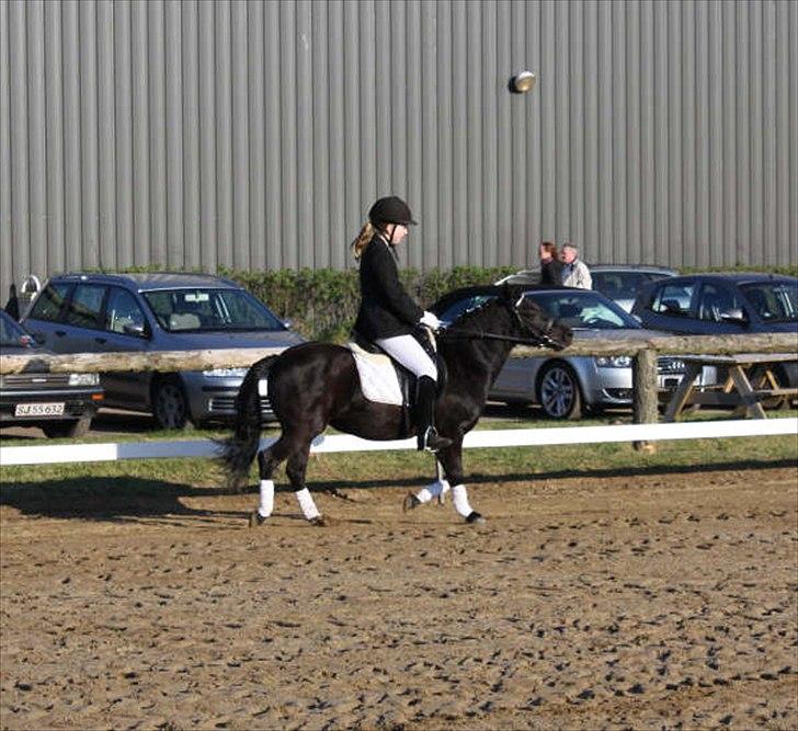 Anden særlig race Sally - Stævne. Foto: Tit Aamann billede 3