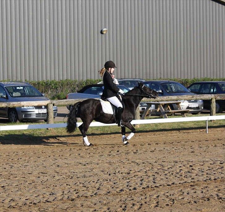Anden særlig race Sally - Stævne. Foto: Tit Aamann billede 4