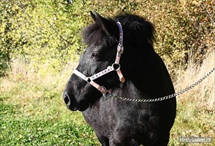 Anden særlig race Sally billede 7