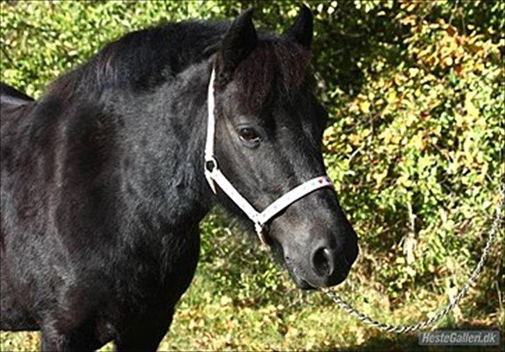 Anden særlig race Sally billede 8