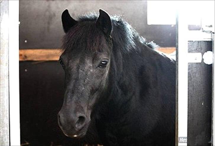 Anden særlig race Sally - Har desværre ikk flere billeder af hende, da jeg jo ikke rider hende mere. billede 9