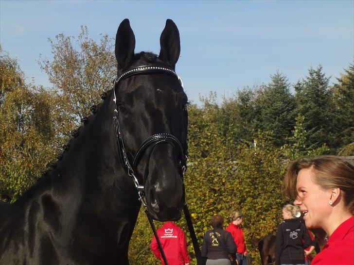 Dansk Varmblod Dénise billede 6