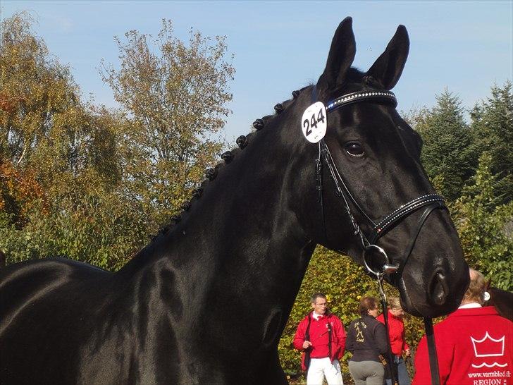 Dansk Varmblod Dénise billede 7