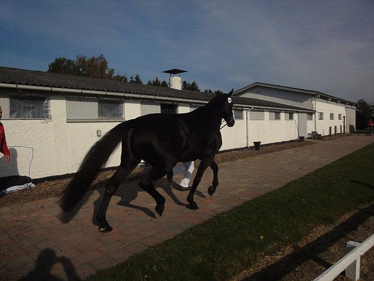 Dansk Varmblod Dénise billede 8