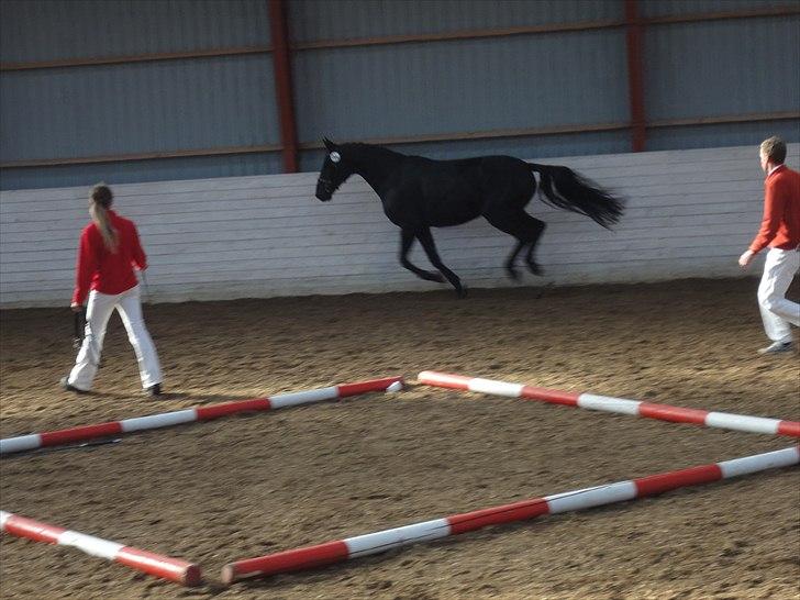 Dansk Varmblod Dénise billede 9