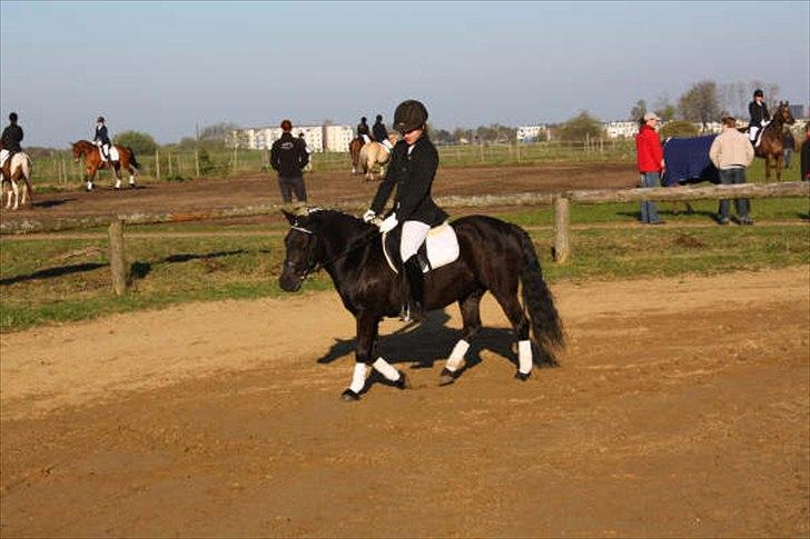 Anden særlig race Sally - Stævne. Foto: Tit Aamann billede 10
