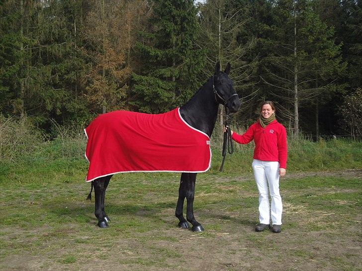 Dansk Varmblod Dénise billede 10