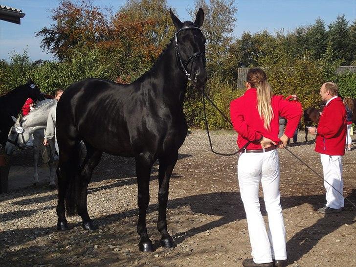 Dansk Varmblod Dénise billede 11