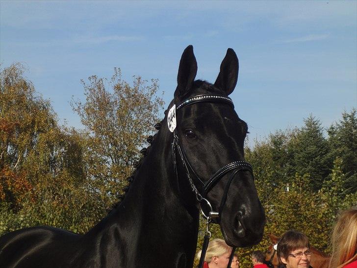 Dansk Varmblod Dénise billede 12