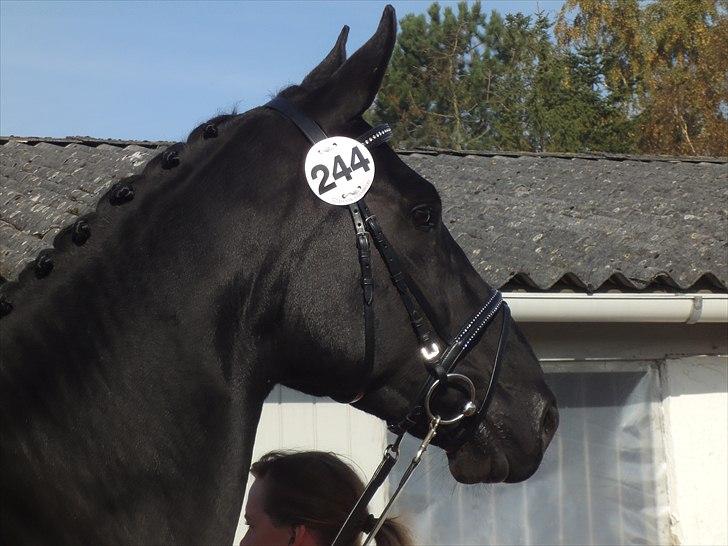 Dansk Varmblod Dénise billede 13