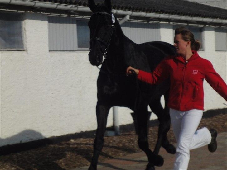 Dansk Varmblod Dénise billede 14