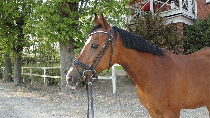 DSP Passion * Palle* - 27-04-11 billede 6