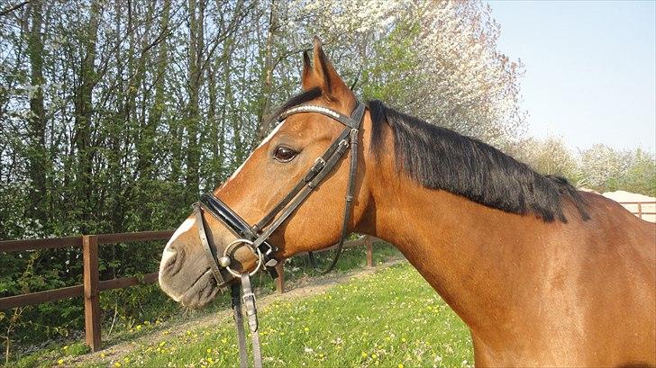 DSP Passion * Palle* - 27-04-11 billede 7