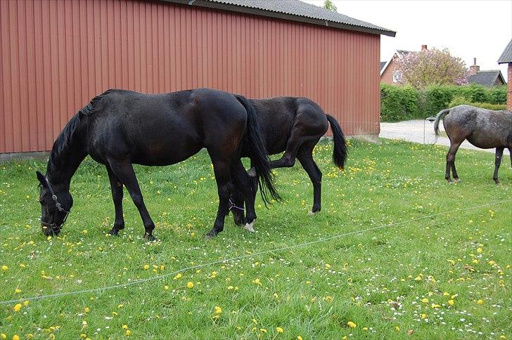 Dansk Varmblod DODO billede 4