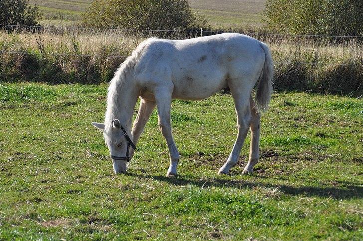 Frederiksborg Theis Toftedal billede 6