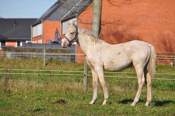 Frederiksborg Theis Toftedal billede 7