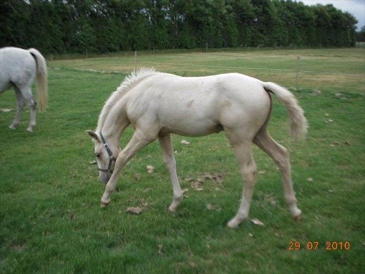 Frederiksborg Theis Toftedal billede 8