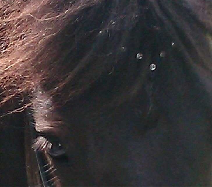 Islænder Enok fra Freersvang  billede 11