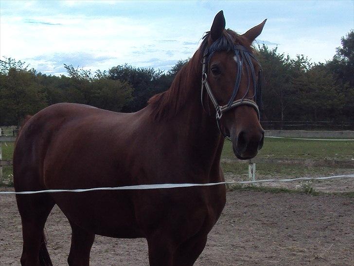 Dansk Varmblod Genua Lyngriis - 1) Foto: Helena billede 1