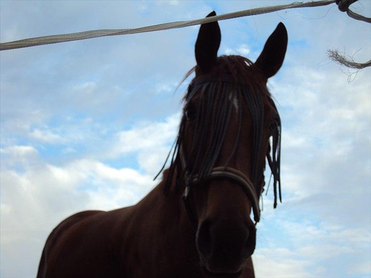 Dansk Varmblod Genua Lyngriis - 2) Foto: Helena billede 2