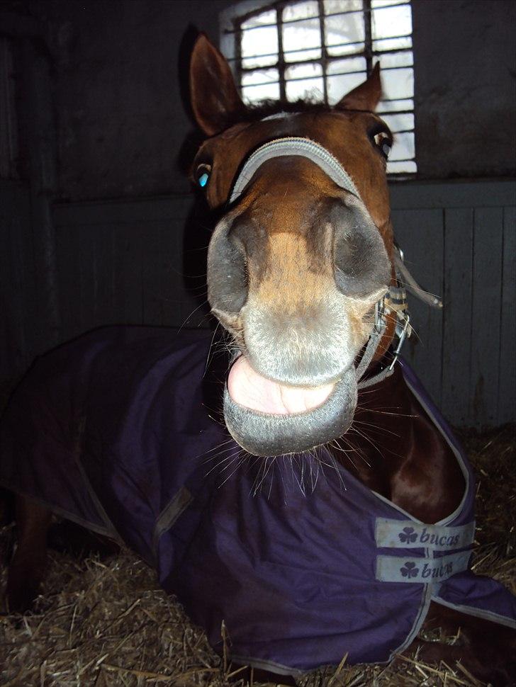 Dansk Varmblod Genua Lyngriis - 3) uhm, det smagte godt det æble. Foto: mig billede 3