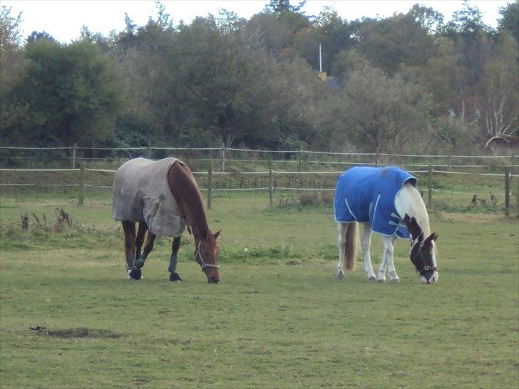 Dansk Varmblod Genua Lyngriis - 4) Hende&bedste veninden Nikka. Foto: mig billede 4