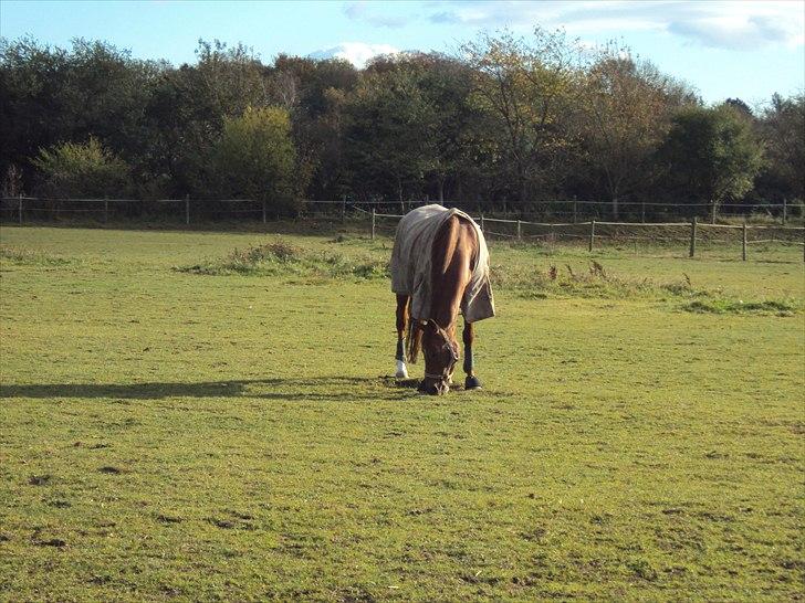 Dansk Varmblod Genua Lyngriis - 5) Foto: mig billede 5