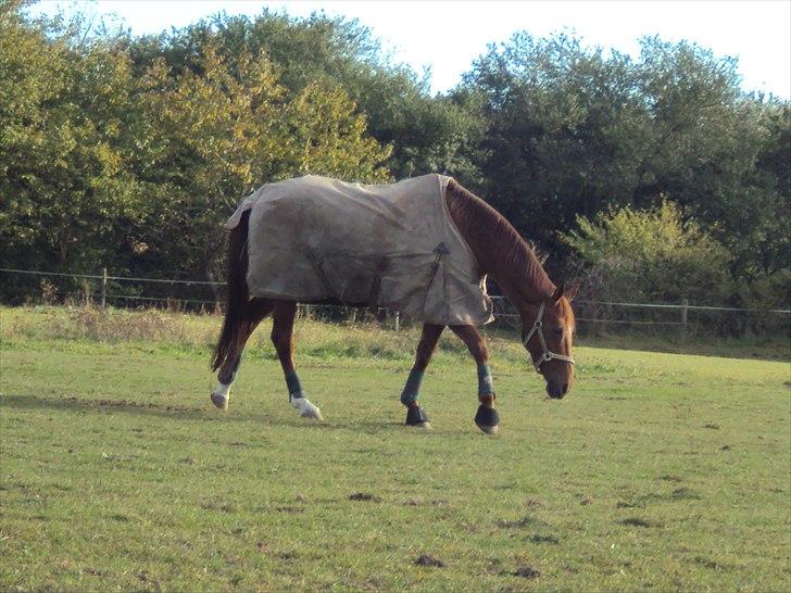 Dansk Varmblod Genua Lyngriis - 6) Foto: mig billede 6