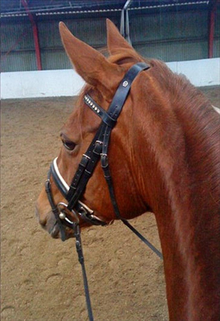 Dansk Varmblod Genua Lyngriis - 7) Foto: mig billede 7