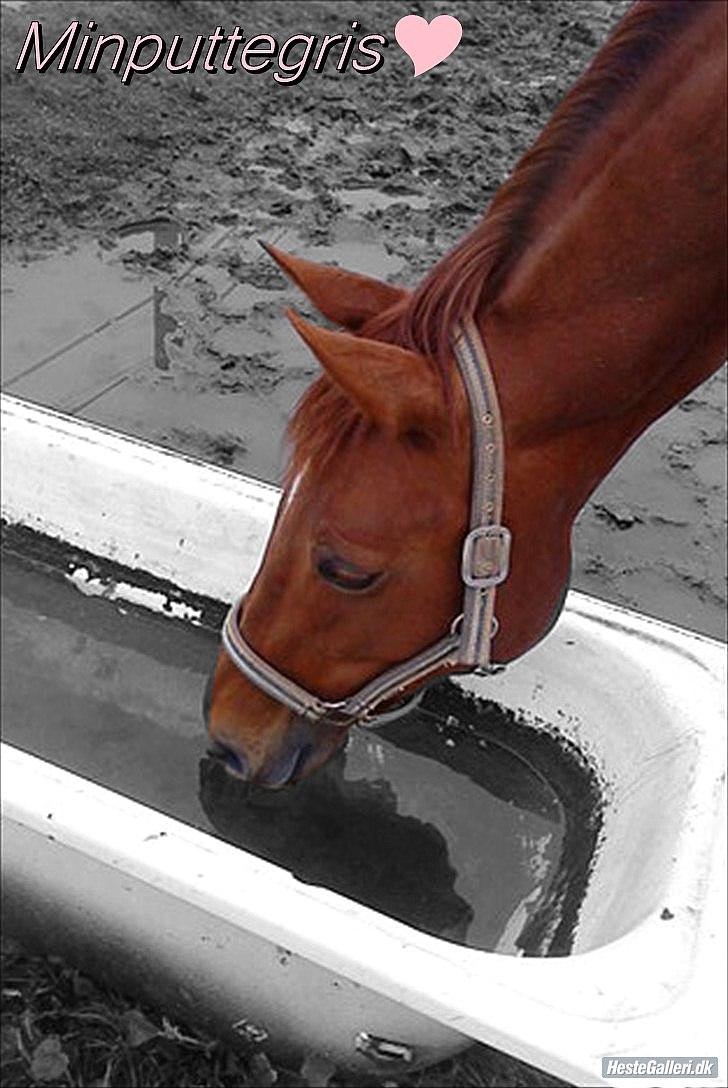 Dansk Varmblod Genua Lyngriis - 8)NYT  Foto: mig billede 8