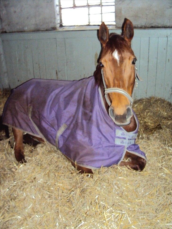 Dansk Varmblod Genua Lyngriis - 9) Foto: mig billede 9