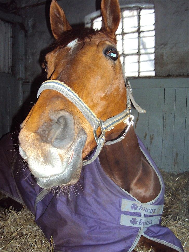Dansk Varmblod Genua Lyngriis - 10) har du ikke flere æbler? Foto: mig billede 10