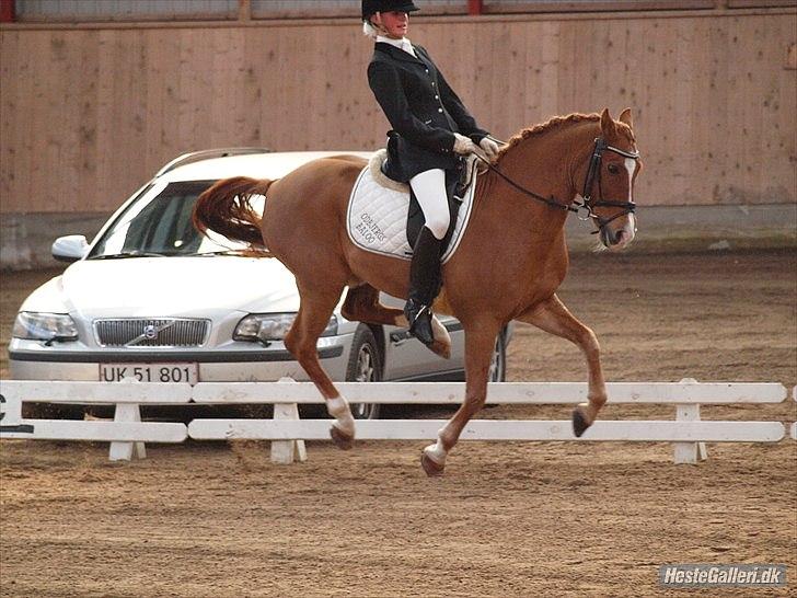 New Forest Odbjergs Baloo - jubii til D4 mesterskaberne for hold. Foto: Annika<3  billede 20