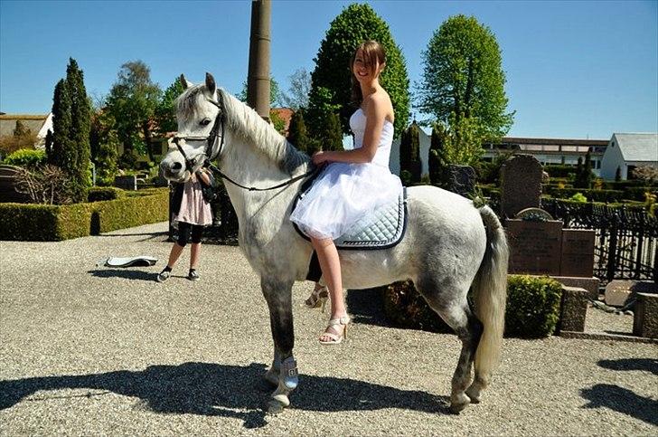 Welsh Pony (sec B) Oddens Pigatju - En fantastisk dag! elsker dig mulle <3 konfirmation d.8/5-11 foto Emilie billede 18