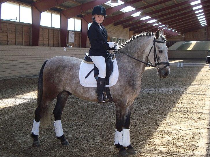 Hollandsk Sportspony MoonShine - en dej lig pony billede 1