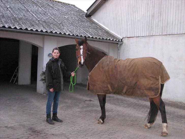 Tysk Sportspony Fin - Da jeg lige fik ham den smukke.! :´) billede 1