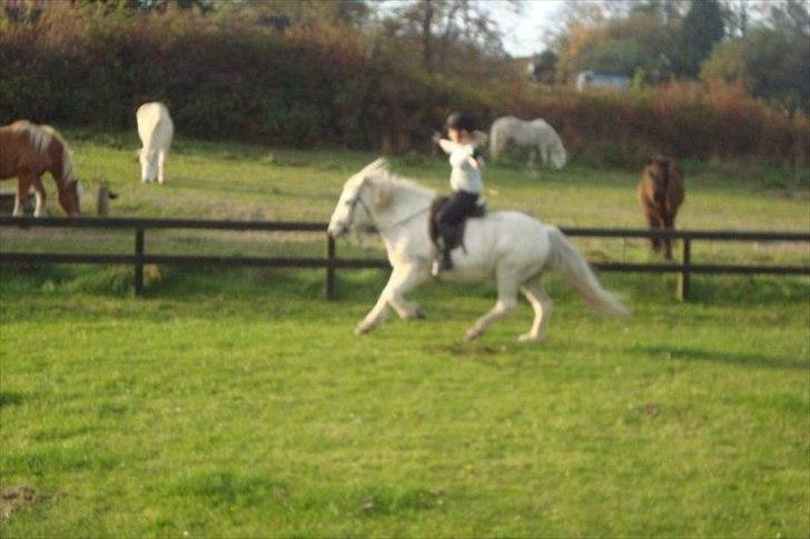Islænder Ullin - 4 # jeg stoler fuldt og fast på dig! her i galop uden hænder. (: billede 4