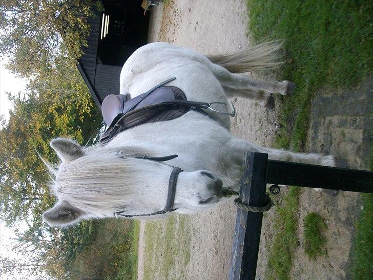 Islænder Ullin - 6 # under opsadling. (; billede 6