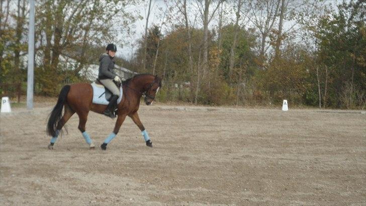 DSP Passion * Palle* - 20-10-10 billede 10