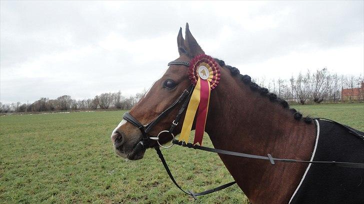 DSP Passion * Palle* - 21-11-10 billede 11