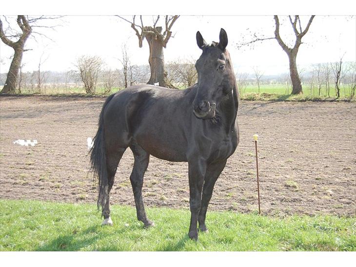 {{currentPhoto.altText}} billede {{currentPhoto.number}}