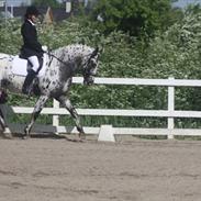 Knabstrupper Solhøj's Charleston