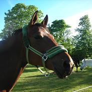 Anden særlig race Florentine