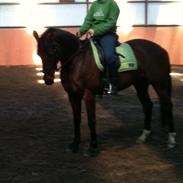 Anden særlig race Florentine