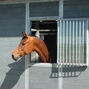 Anden særlig race Florentine