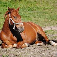 Anden særlig race Henry