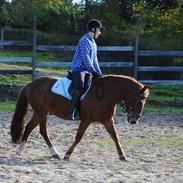 Anden særlig race Henry